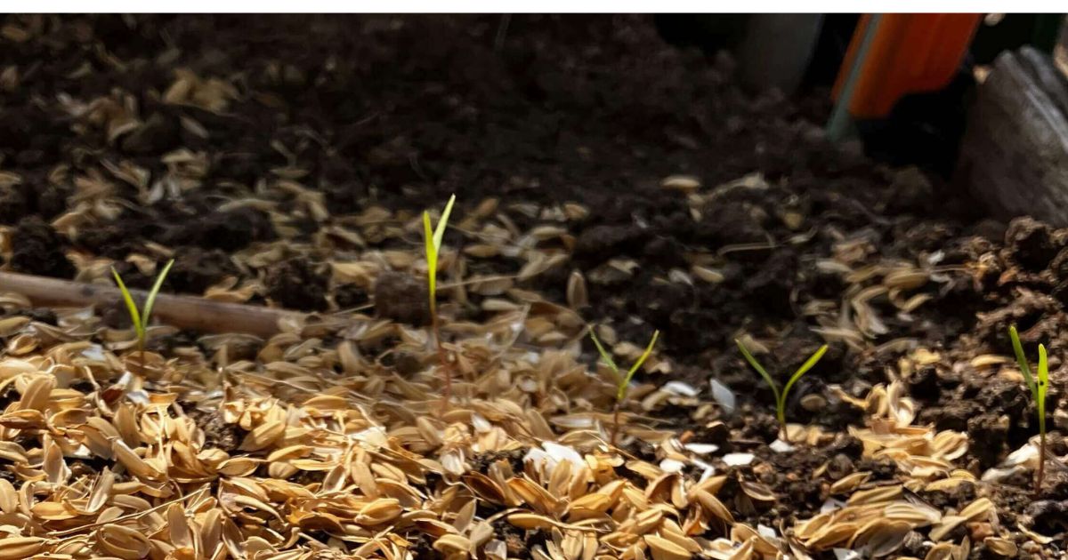 好光性種子と嫌光性種子