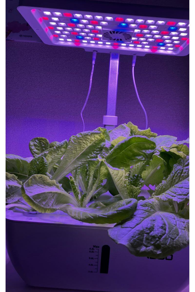iDooの水耕栽培キットで野菜の栽培中