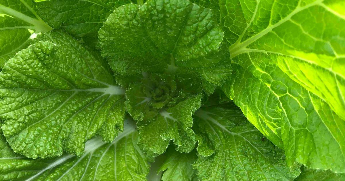 結球しなかった白菜