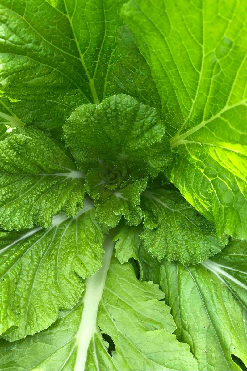 結球しなかった白菜