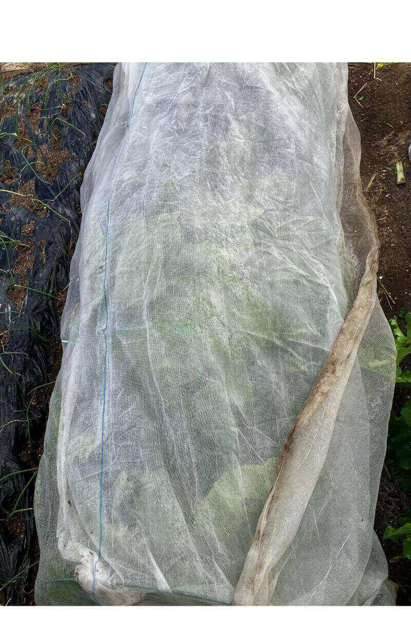 白菜の霜対策（不織布をかける）