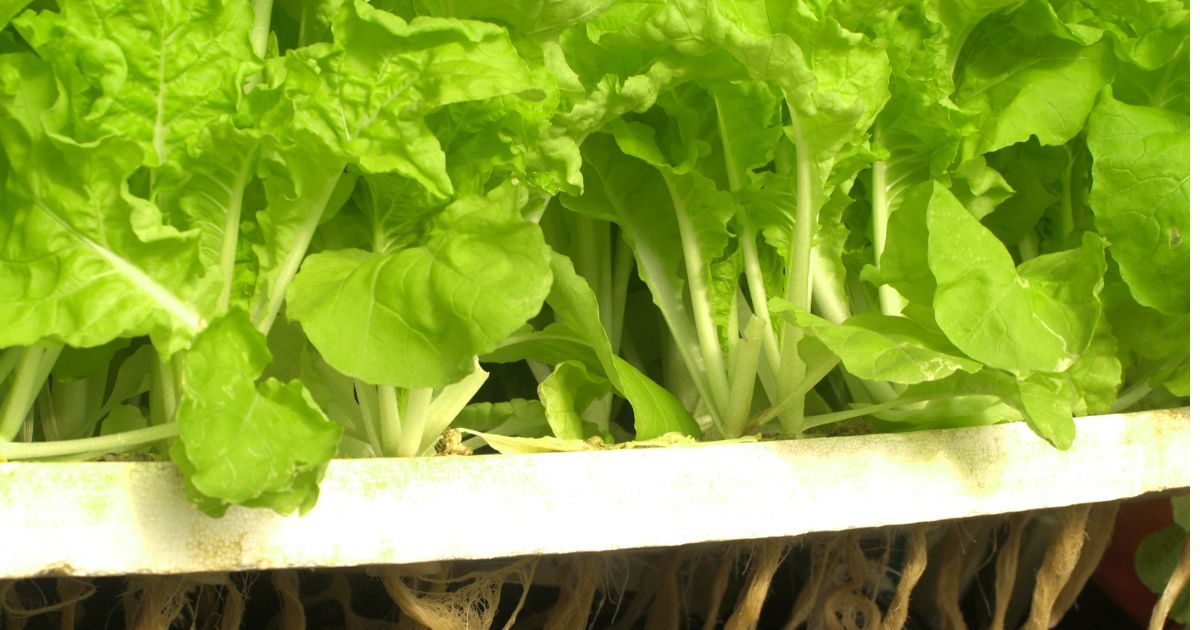 水耕栽培の肥料