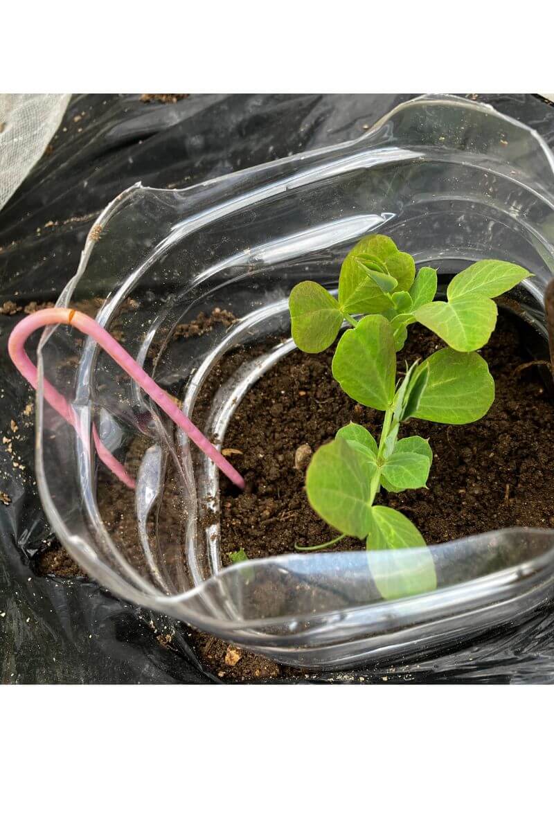 ペットボトルを使ってスナップエンドウの冬越し