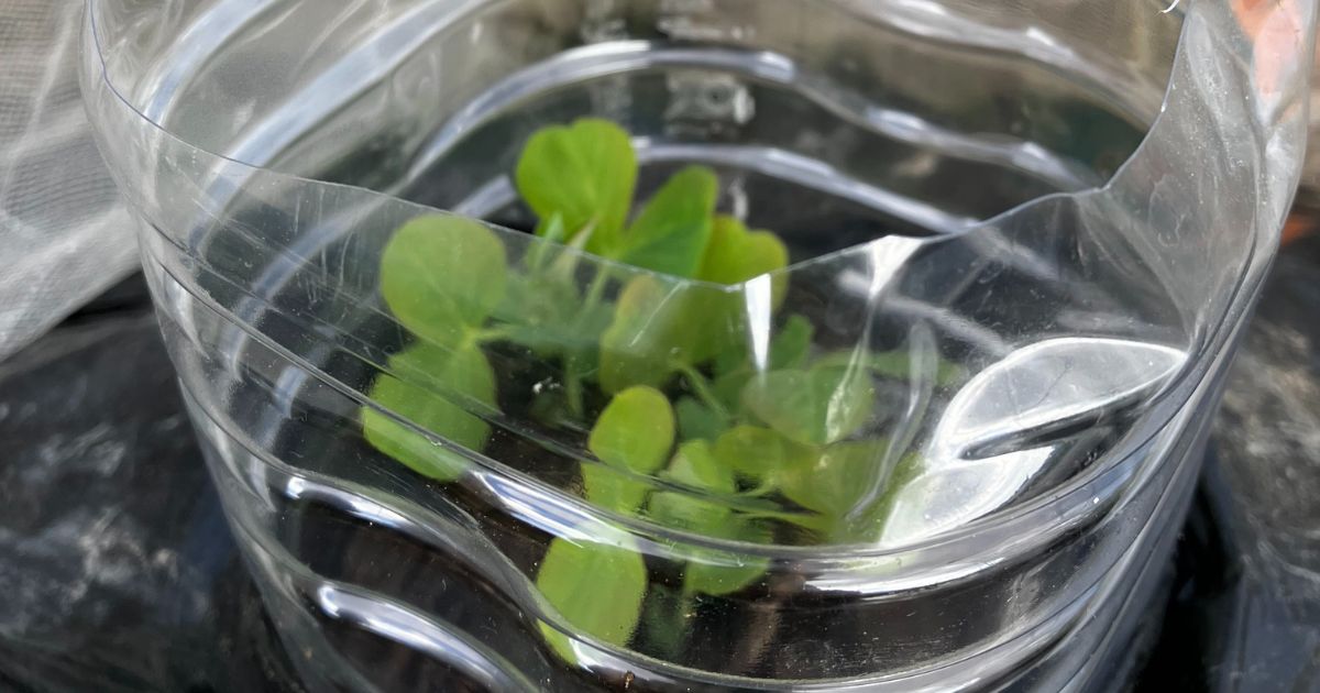 ペットボトルを使って冬越し