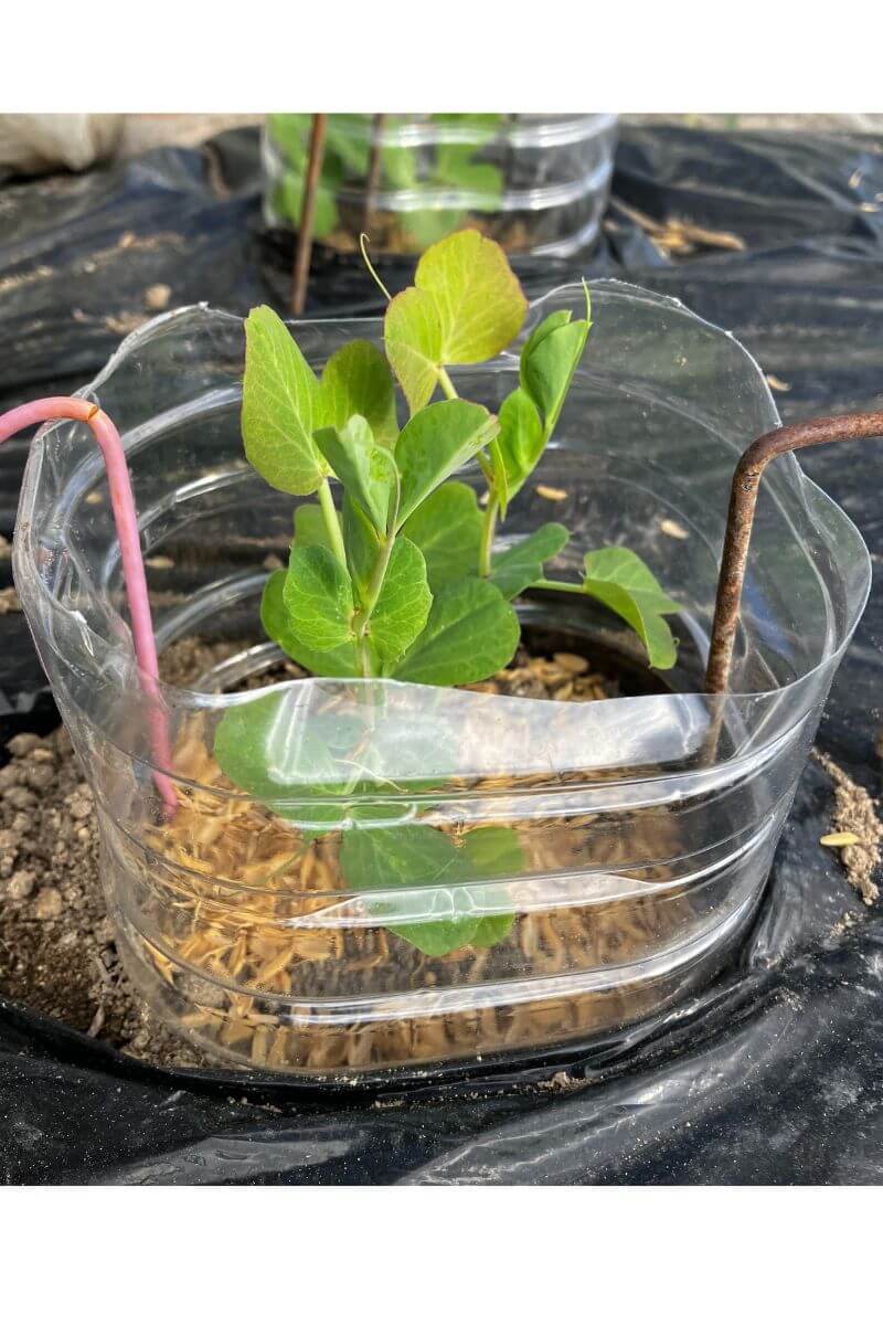 スナップエンドウの株元に籾殻をかぶせました