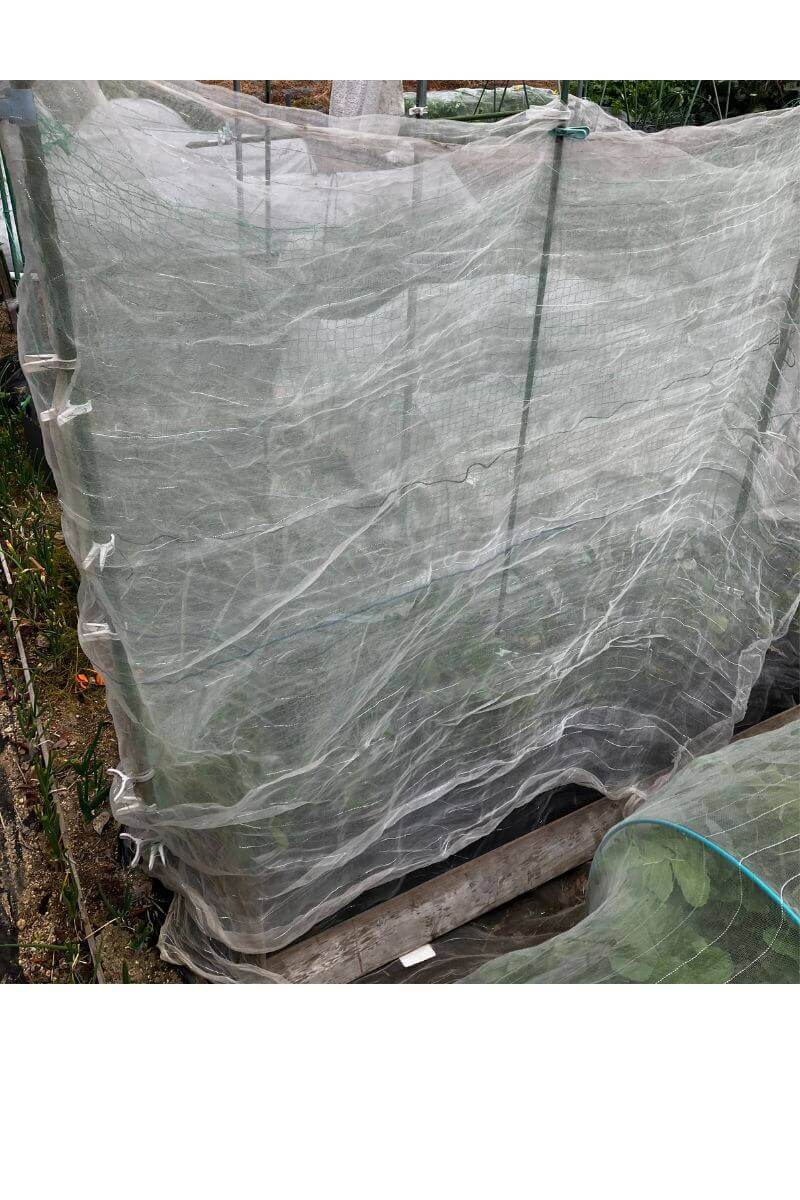 スナップエンドウの冬越し