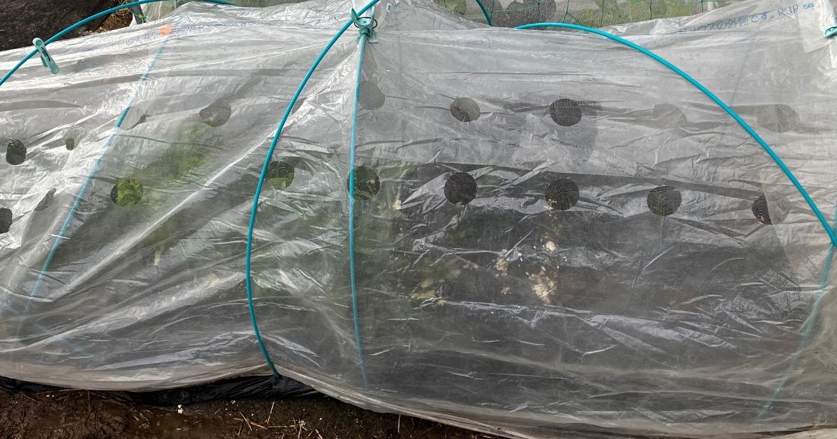 穴開きビニールで防寒対策