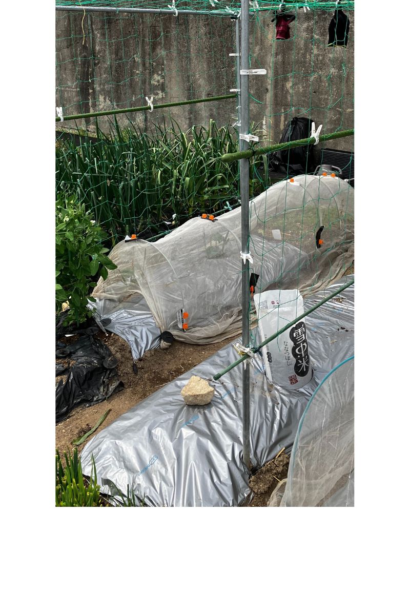 トンネル栽培と米袋を使用した防寒対策