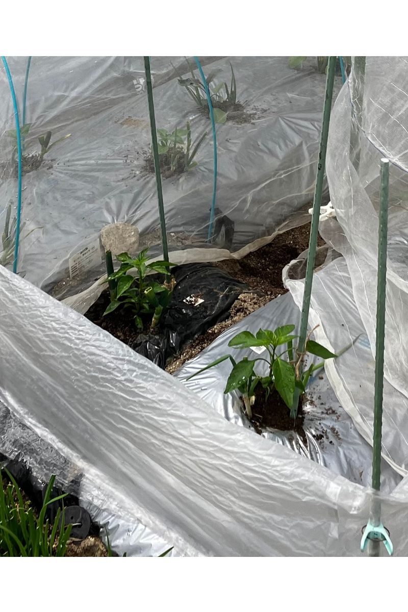 ビニールで囲って暴風対策