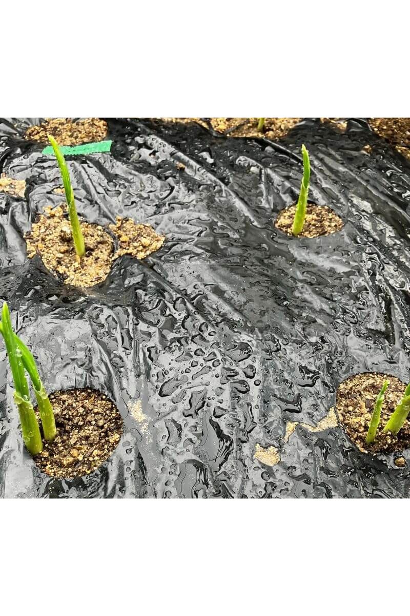 黒マルチシート