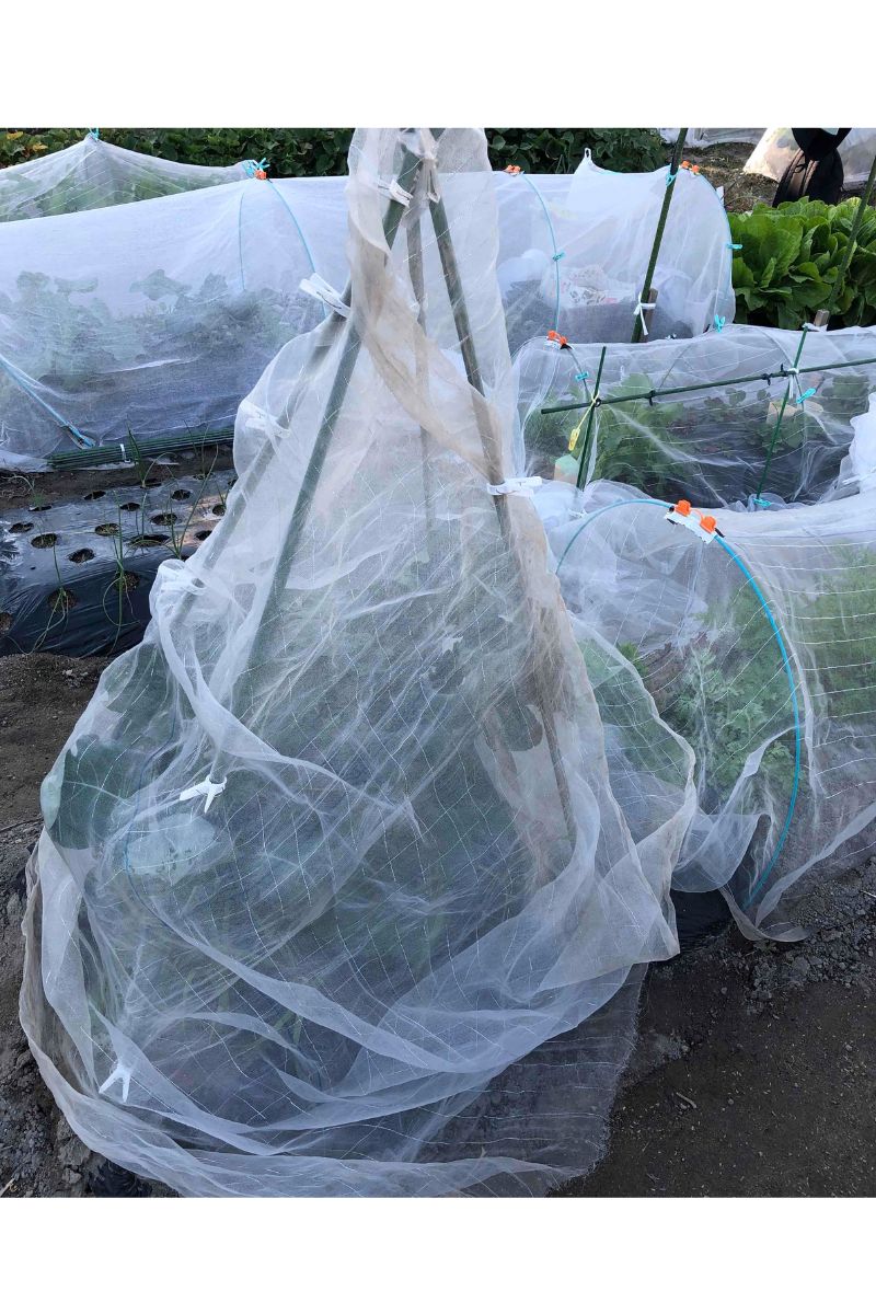 防寒対策で防虫ネットを被せたブロッコリー