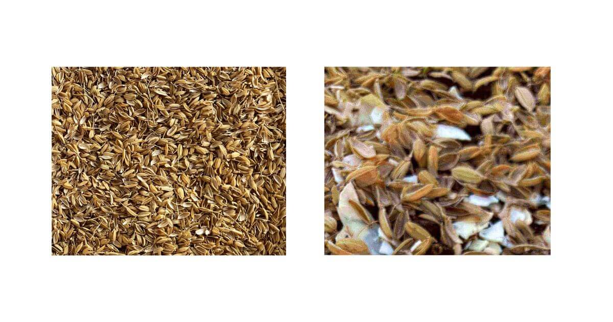 家庭菜園で活用中のもみ殻