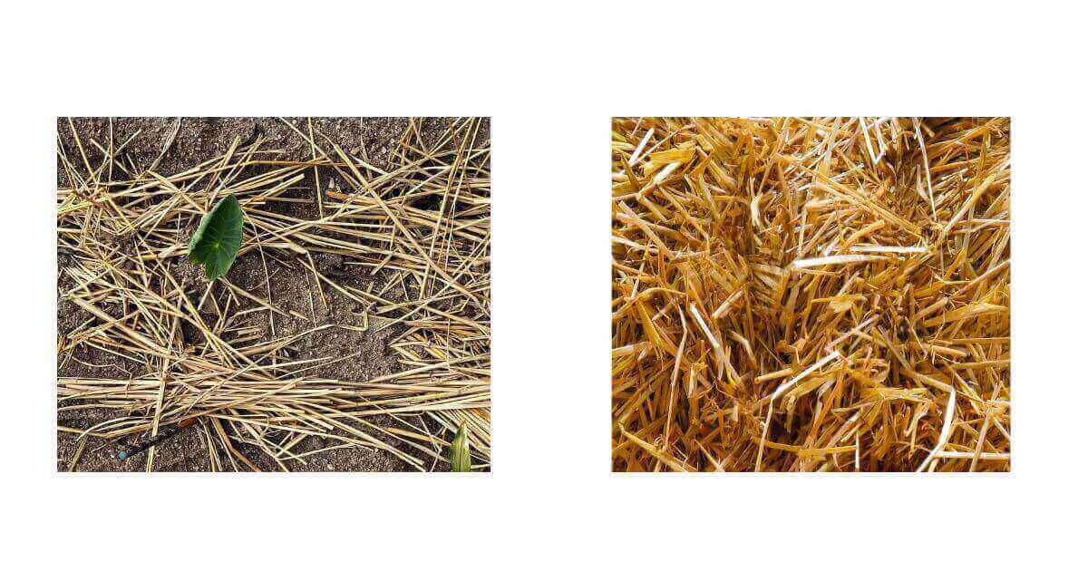 家庭菜園でのわらの活用方法