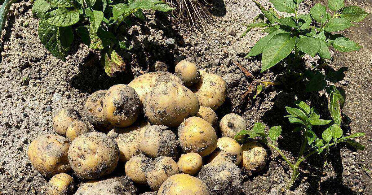 春じゃがいもの栽培