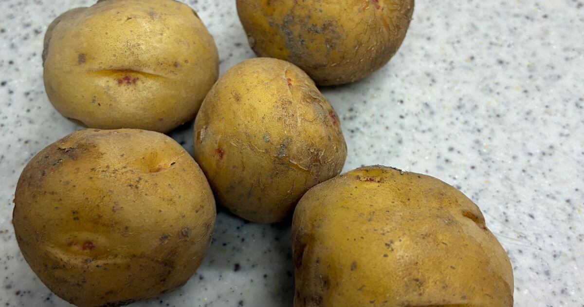 じゃがいもの種芋