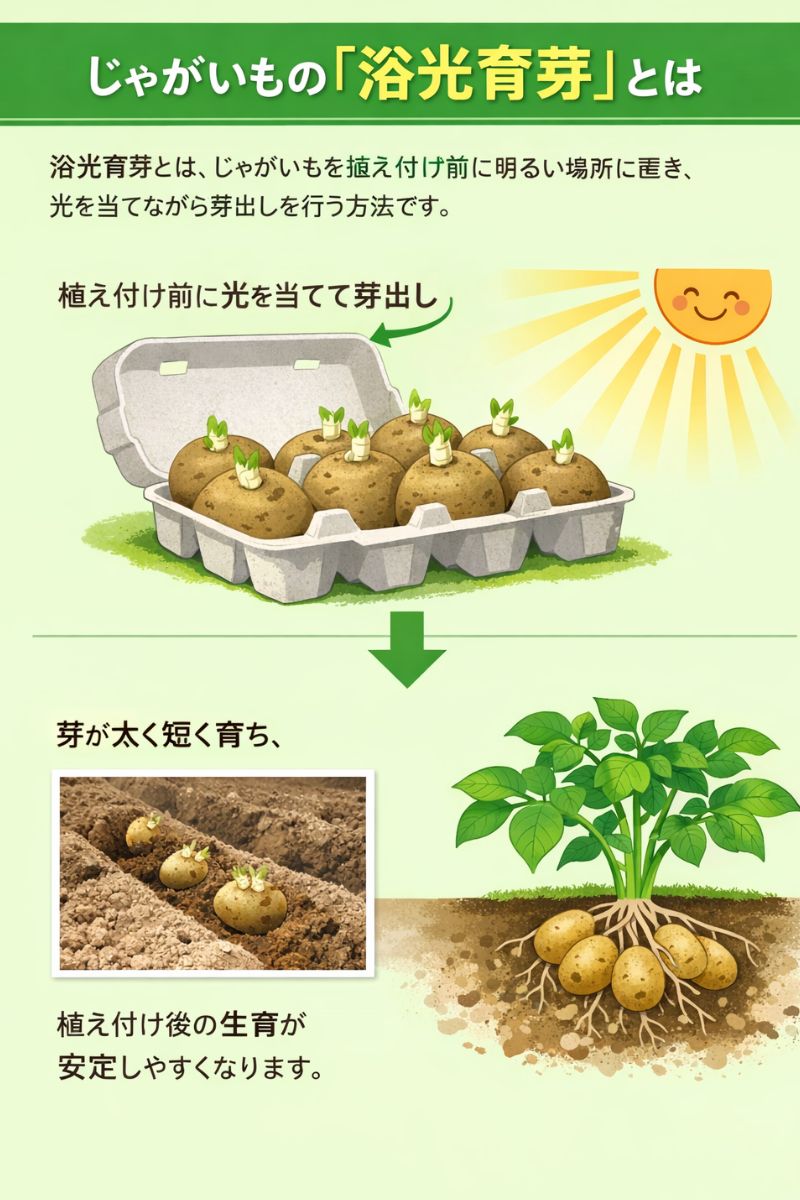 じゃがいもの浴光育芽
