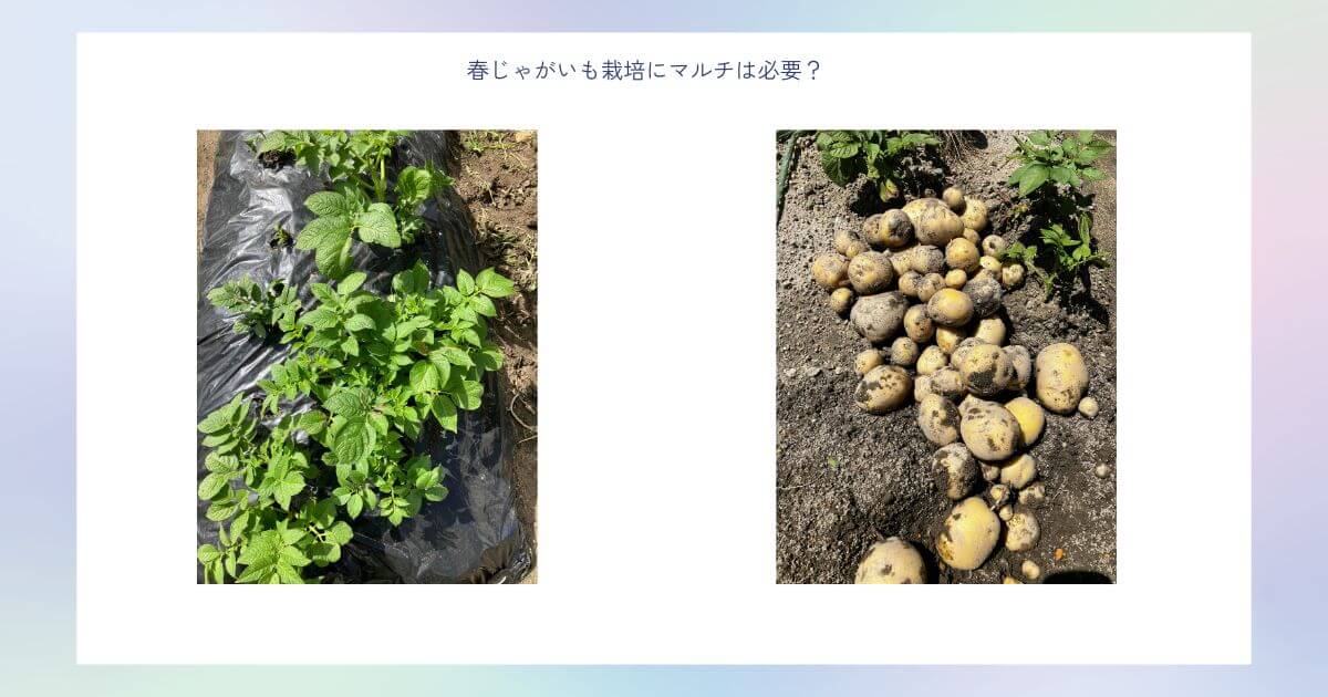 マルチシートを使ったじゃがいもの栽培