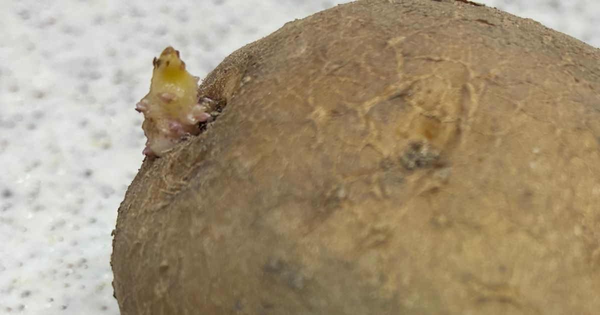 じゃがいもの種芋の浴光育芽