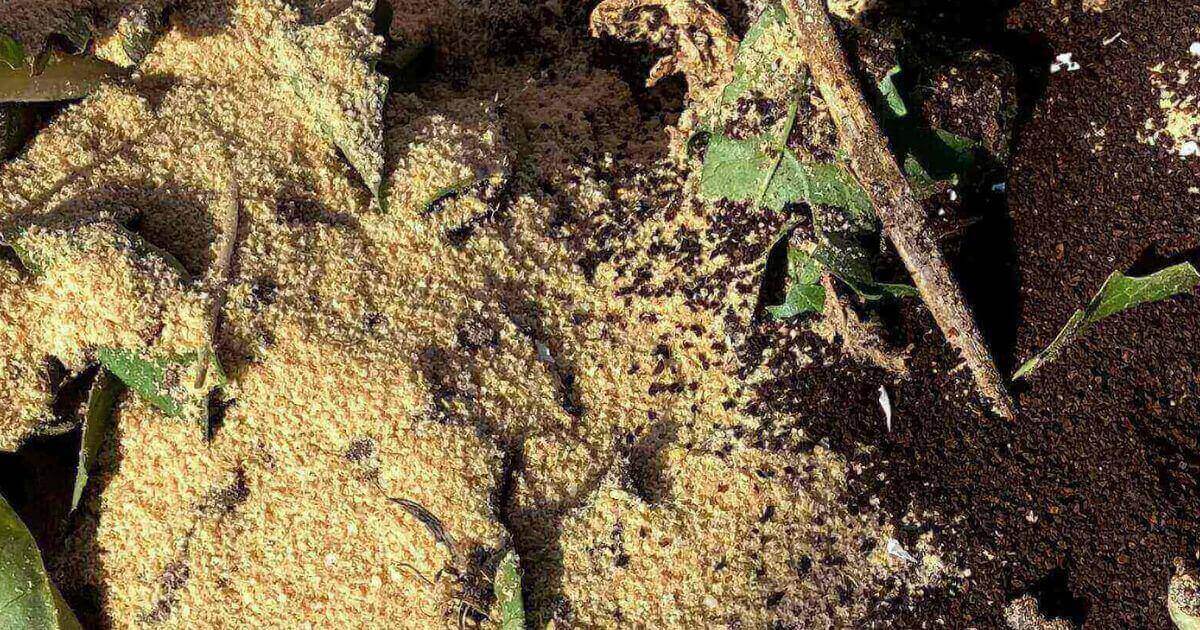 米ぬか、残渣、コーヒーかすを使った冬の土壌改良