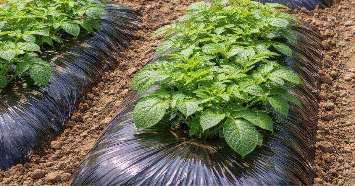 じゃがいものマルチ栽培