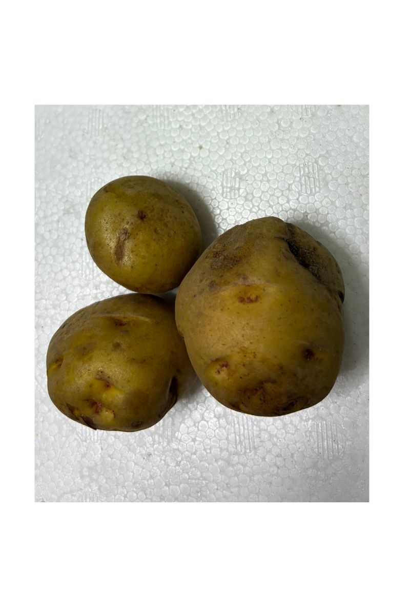 緑化したじゃがいも