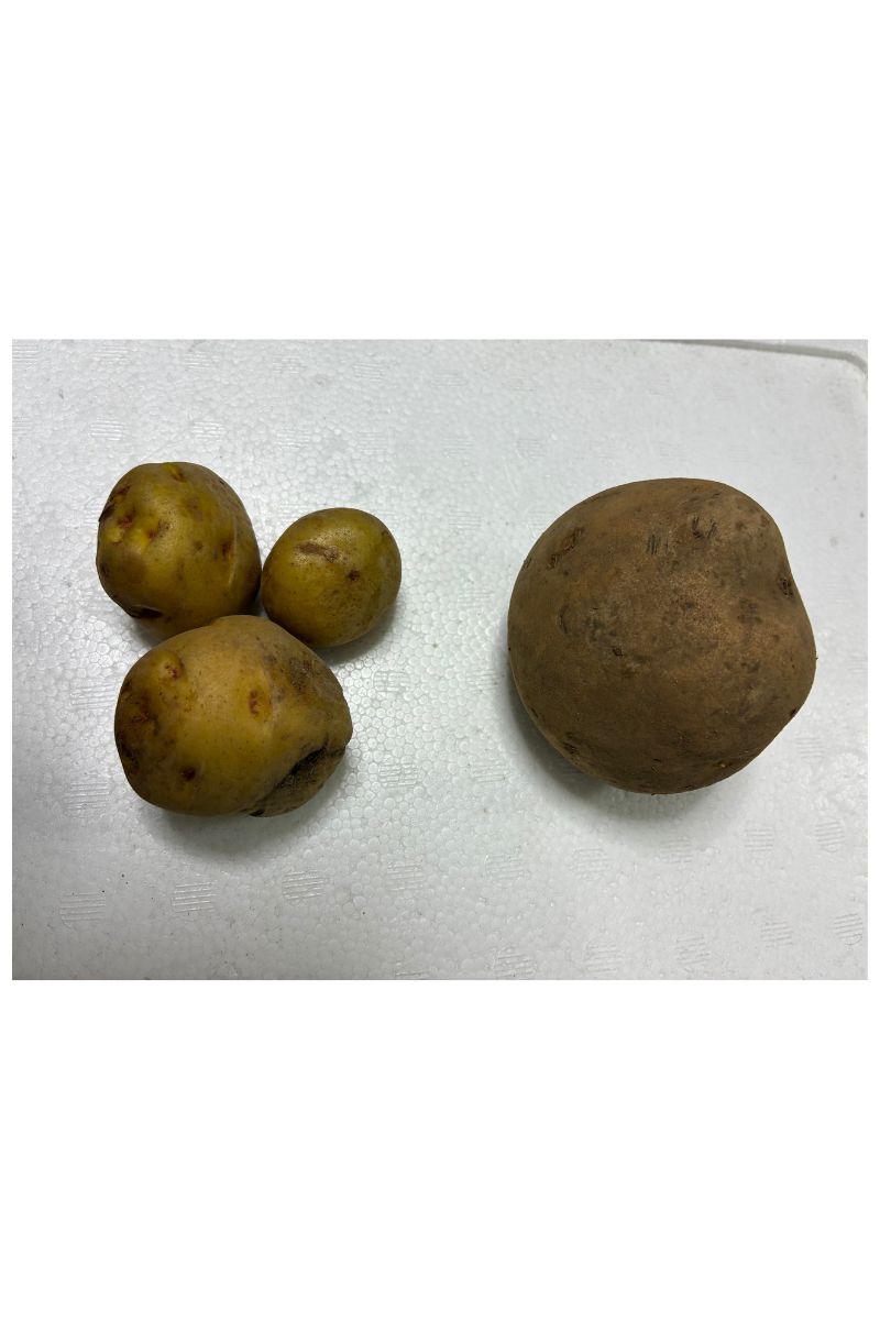 小さなじゃがいも