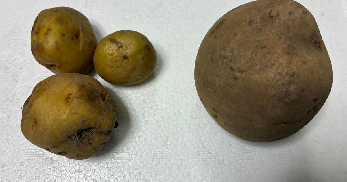 じゃがいも栽培の失敗