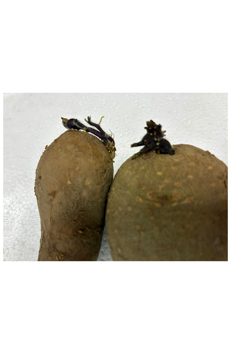 芽が弱々しいじゃがいもの種芋