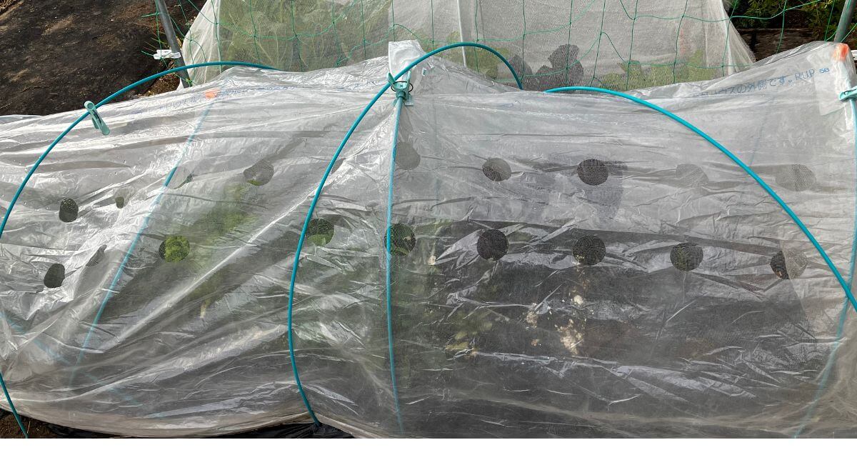 家庭菜園での冬野菜を成功させるための保温対策（穴あきビニールトンネルお設置）