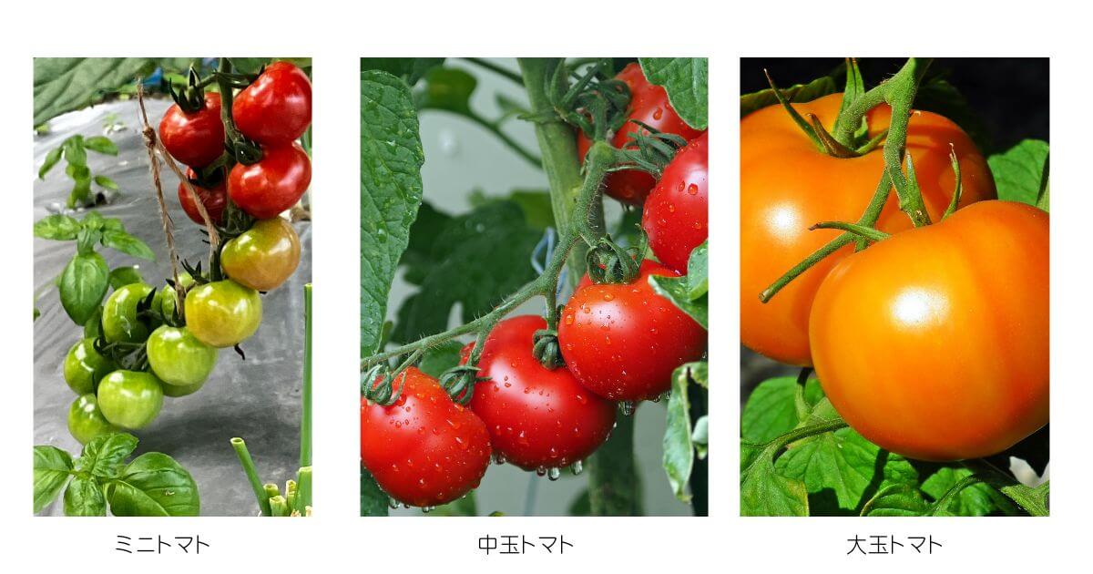 ミニトマト・中玉トマト・大玉トマトの違い