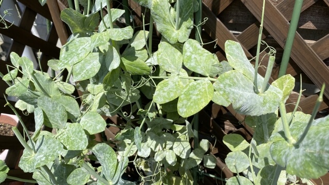 うどんこ病にかかったスナップエンドウ