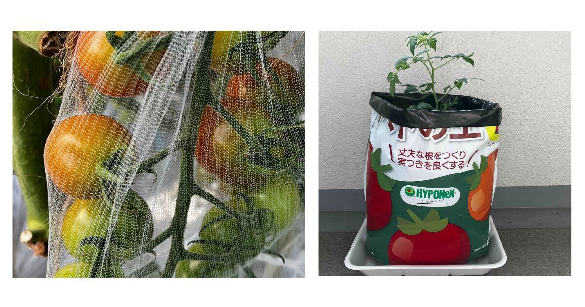 ミニトマトの栽培