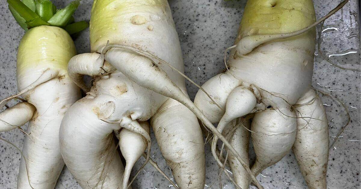 大根の又根