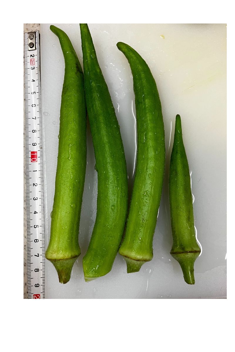 収穫した丸オクラ