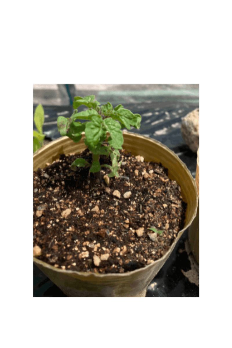 害虫の被害にあった苗