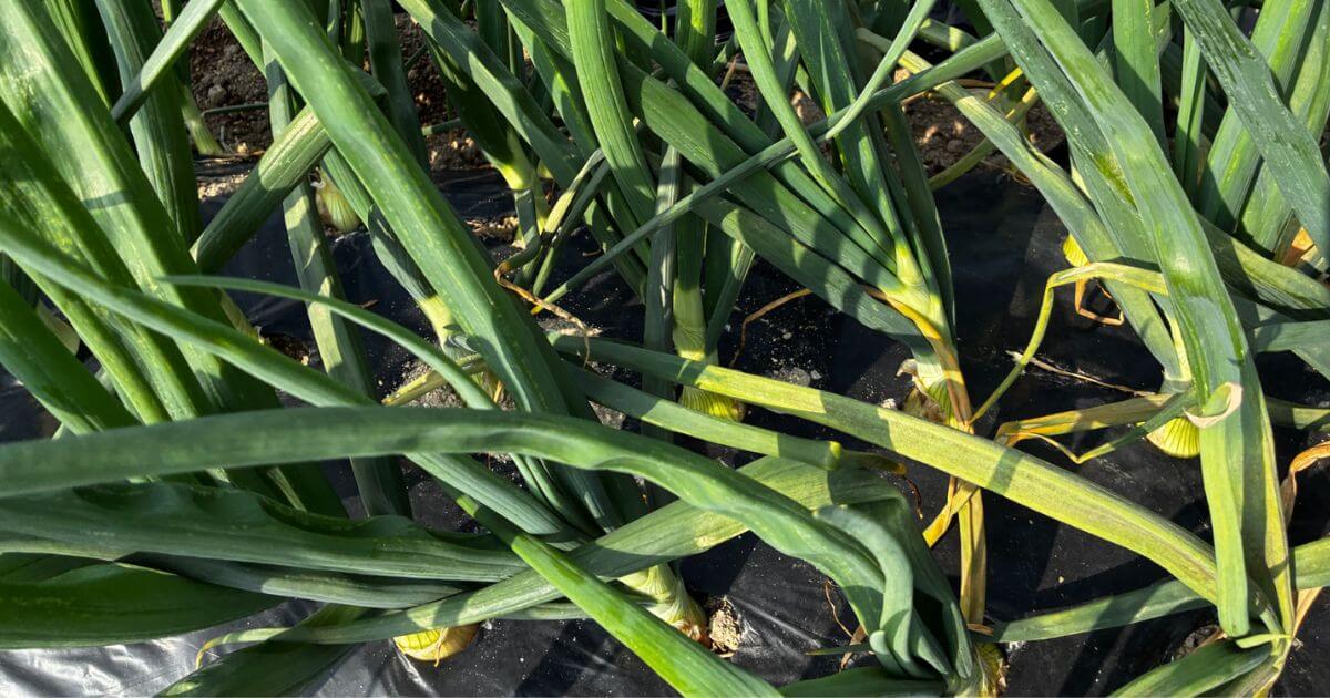 べと病にかかったたまねぎ