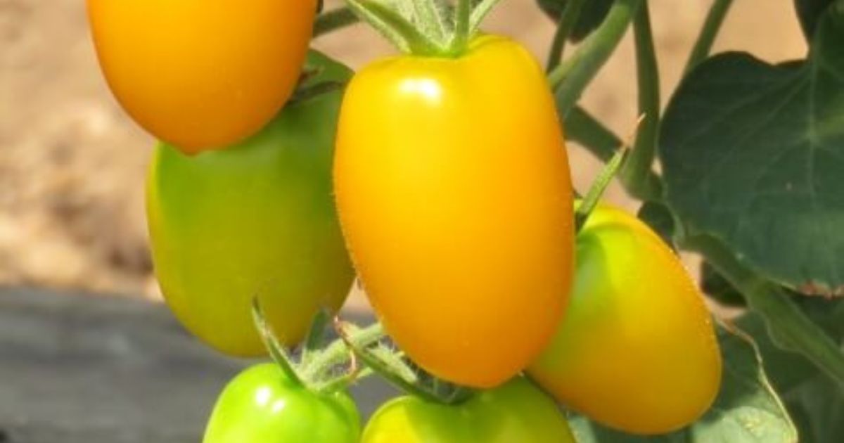 イエローアイコ