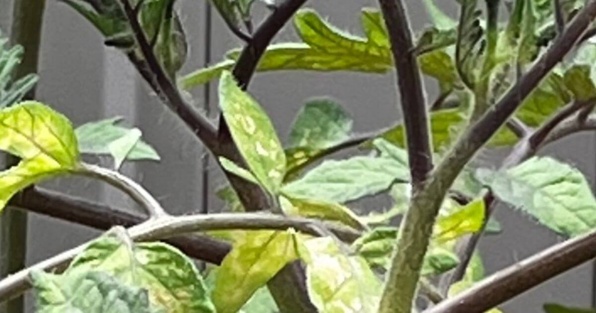 うまく育たなかった苗