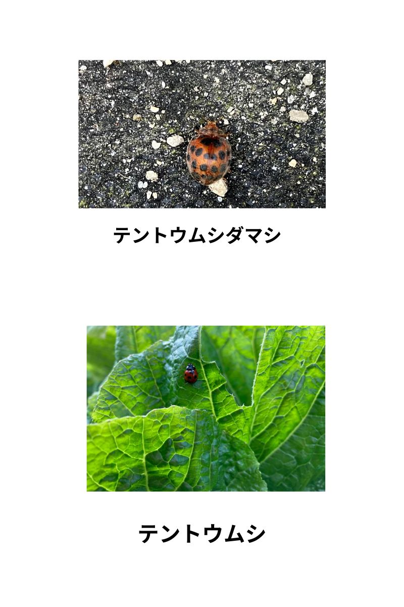 テントウムシダマシとテントウムシ